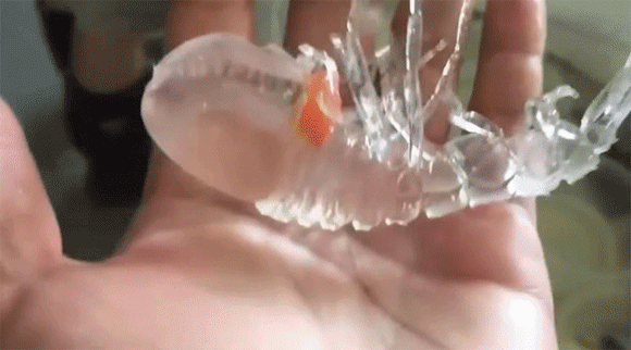일본 심해에서 잡아올린 투명새우