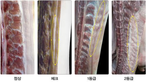 돼지 도체(屠體, carcass)의 등급판정(Grading Service)에 대하여 알아봅시다..(제5편 2차 등급판정 - (3) 육질항목 - 6) 지방질)