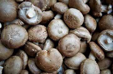 표고버섯 효능 10가지