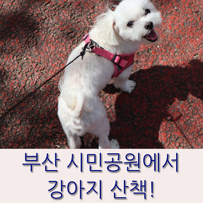 부산 시민공원에서 강아지 산책! 달려라!