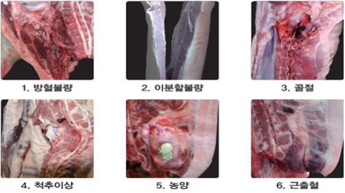 돼지 도체(屠體, carcass)의 등급판정(Grading Service)에 대하여 알아봅시다..(제5편 2차 등급판정 - (4) 결함항목)