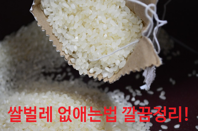 쌀벌레 없애는법 퇴치 방법 TOP3
