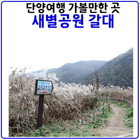 새별공원의 갈대풍경-단양여행①