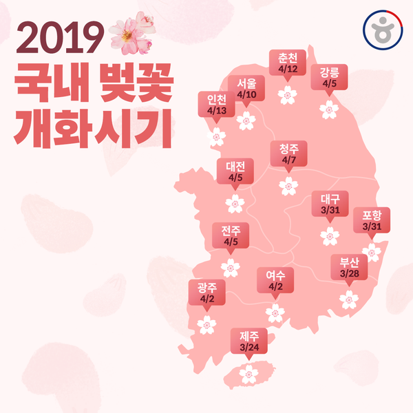 2019년 벚꽃 피는/개화시기