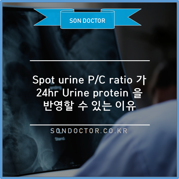Spot urine chemistry 에서 Protein-Creatinine ratio 가 24hr Urine protein 을 반영할 수 있는 이유