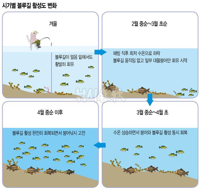 해빙기 초봄 대물붕어낚시 팁 - 블루길 터를 공략하라