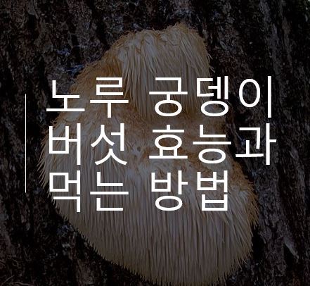 몸에 좋은음식, 노루궁뎅이버섯의 효능