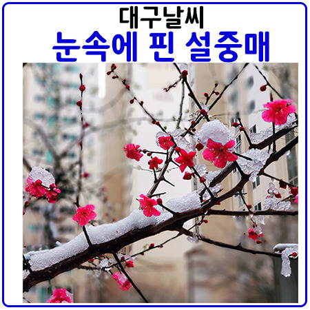 대구 눈. 3월에 두 번째 내리니 설중매의 모습까지.