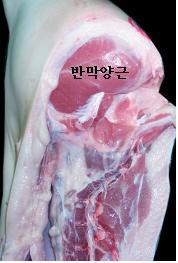 돼지 도체(屠體, carcass)의 등급판정(Grading Service)에 대하여 알아봅시다..(제7편 등외등급의 판정 - (2) 성징2형 도체)