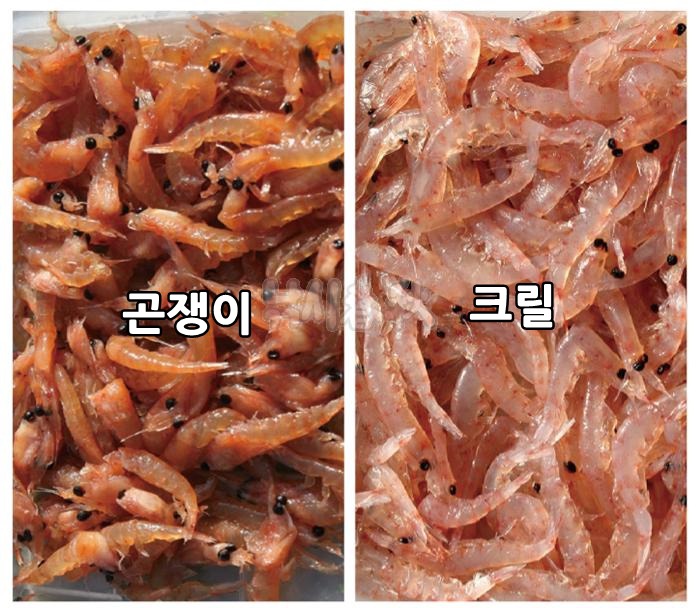 빙어낚시 팁 - 곤쟁이집어제(밑밥)