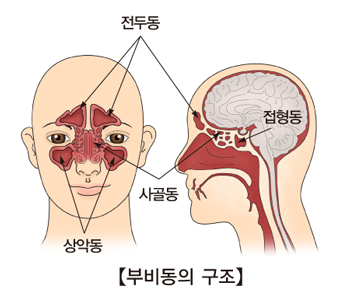 코에 이미지