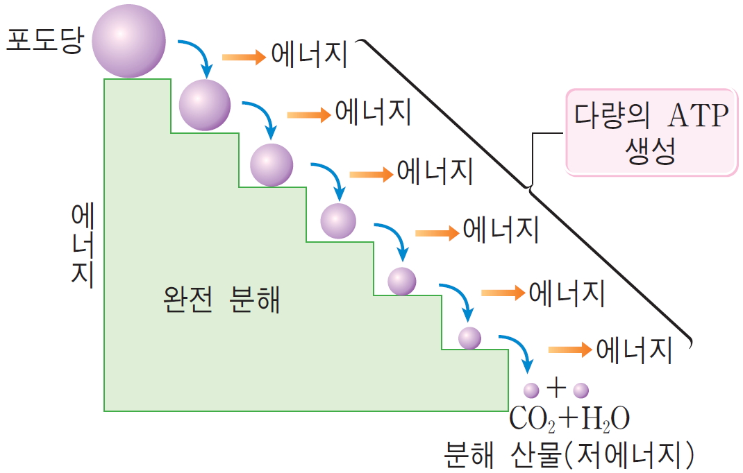 산호 호흡과 무산소 호흡 - Daum 백과사전