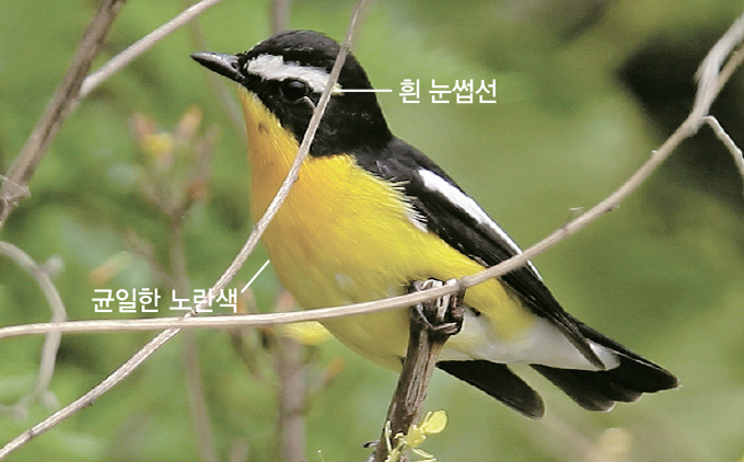 흰 이미지