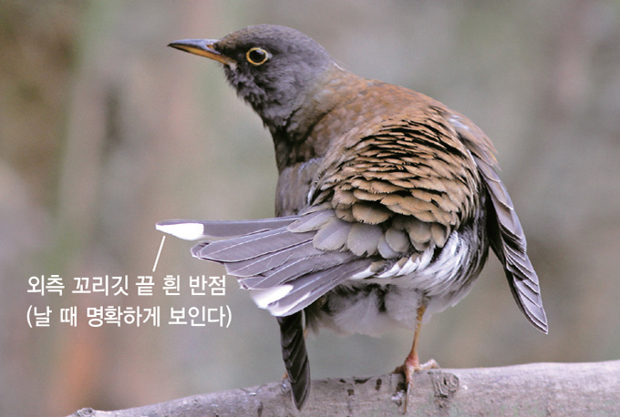흰 이미지