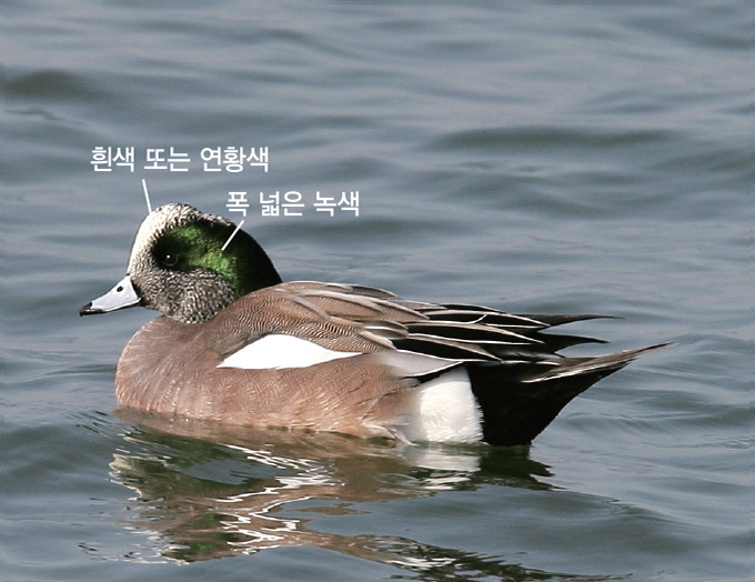 홍 이미지