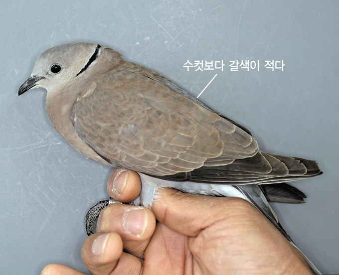 홍 이미지