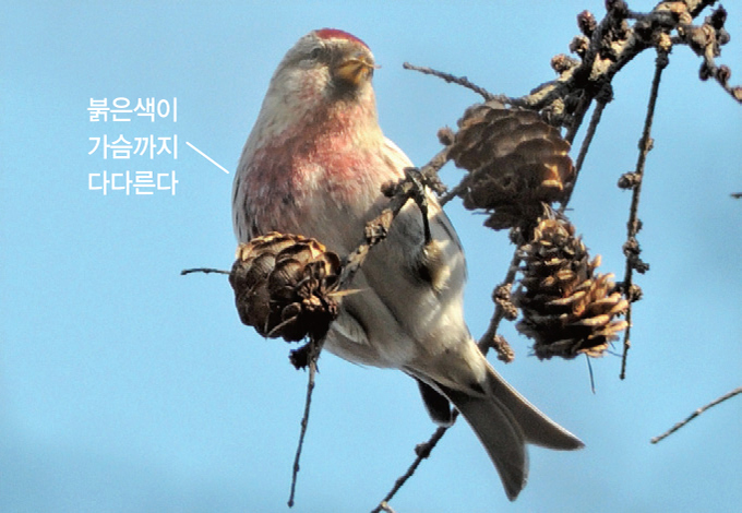 홍 이미지