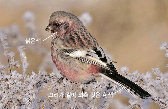 홍 이미지