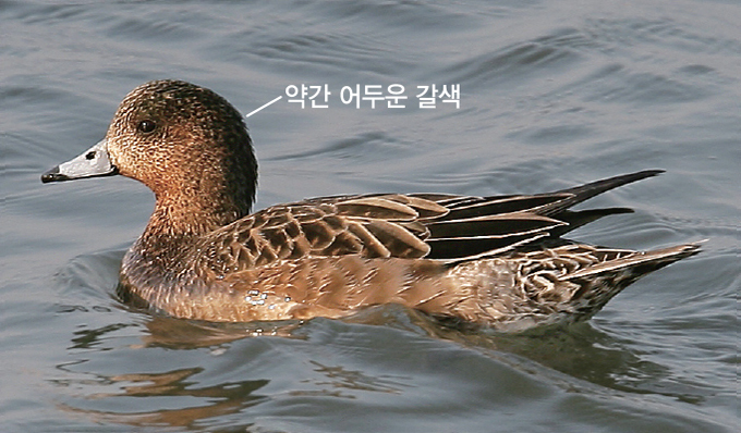 홍 이미지
