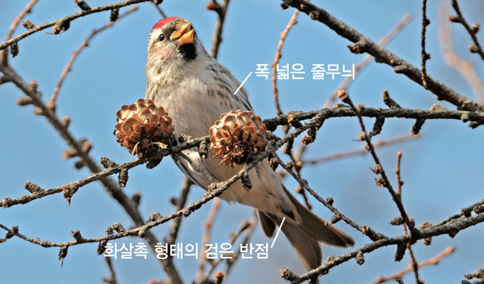 홍 이미지
