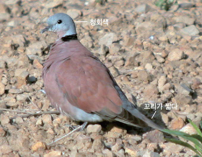 홍 이미지