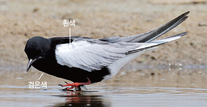 흰 이미지