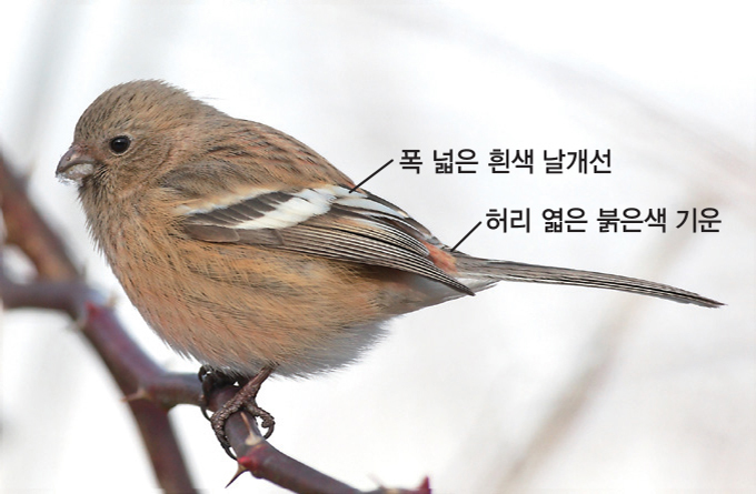 홍 이미지