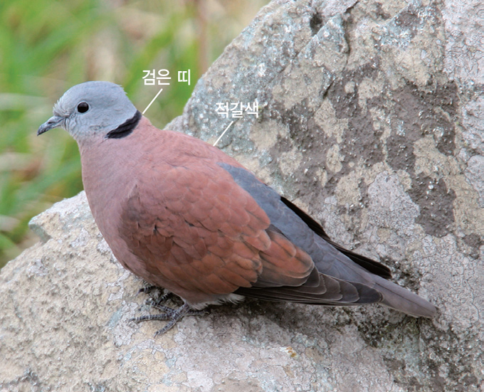 홍 이미지