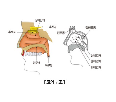 코고 이미지