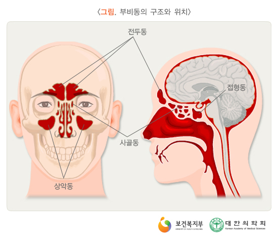 코에 이미지