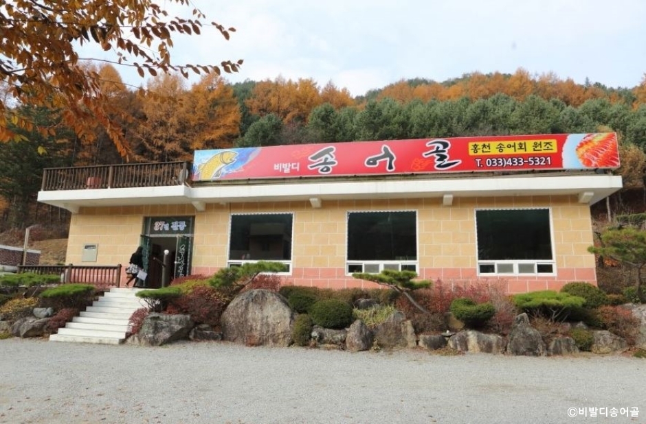 비발디송어골 이미지