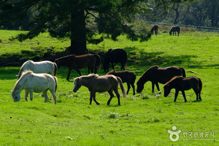 제주마방목지
