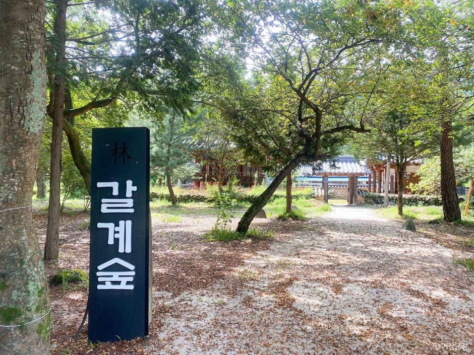숲 이미지