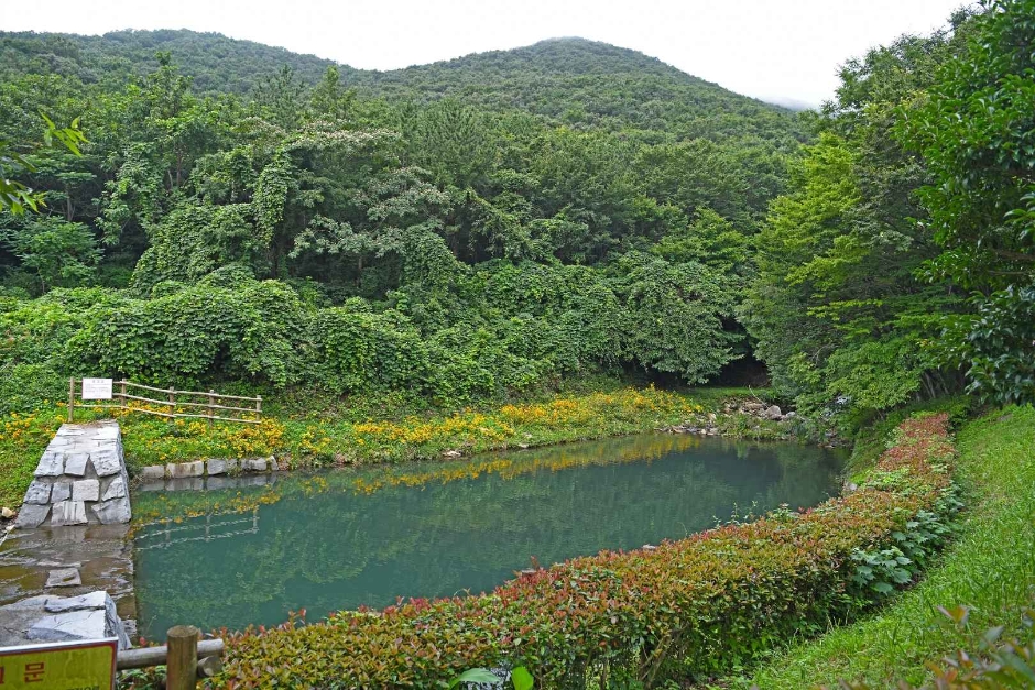 숲 이미지