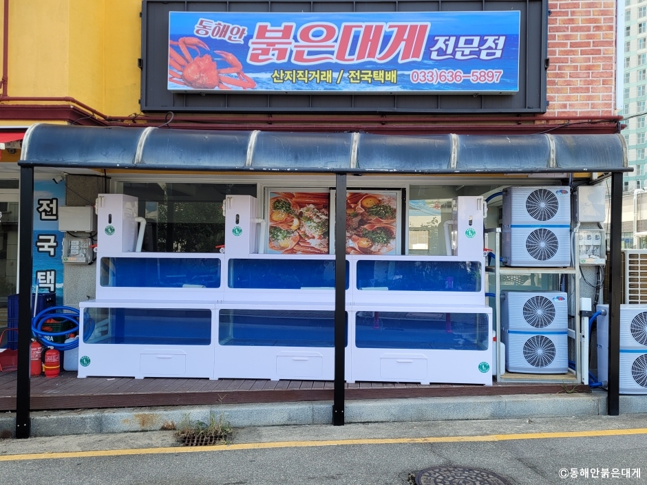 동해안붉은대게 이미지