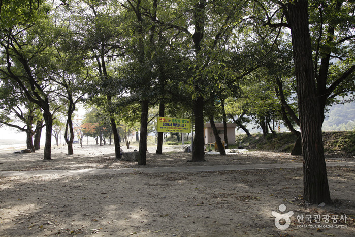숲 이미지