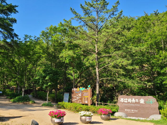 숲 이미지