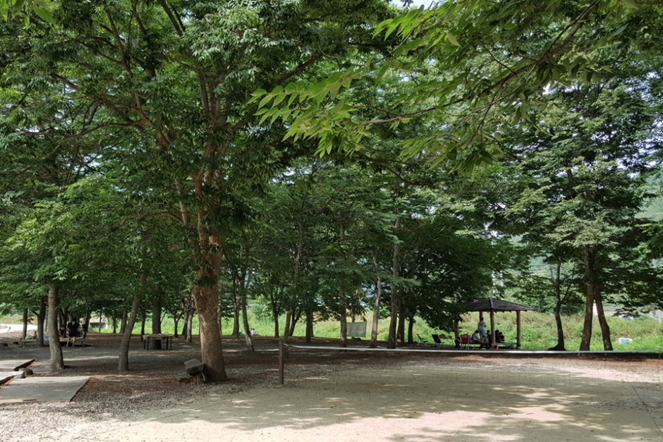 숲 이미지