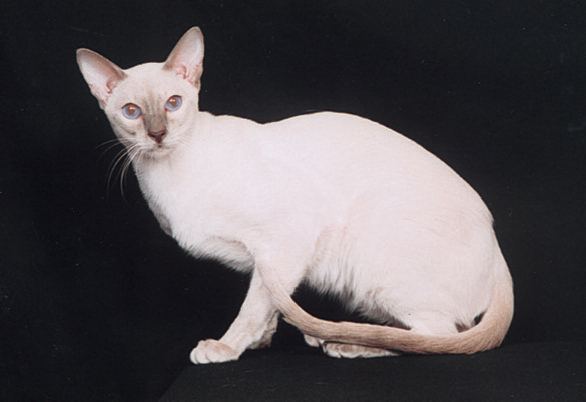샴 이미지