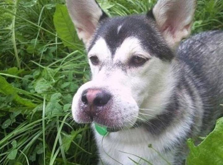 벌에 쏘인 강아지와 고양이 | 인스티즈