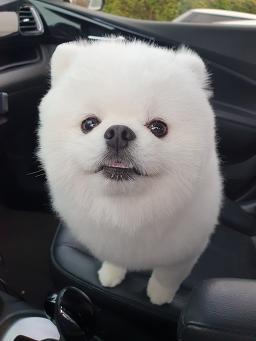 복실이네애견미용실