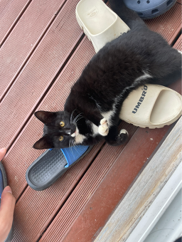 단양 포레스트 67 이미지