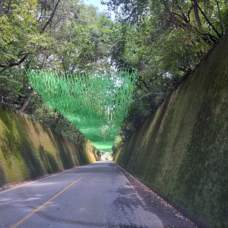 이끼터널 이미지