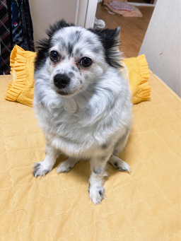 몽이네 애견샵