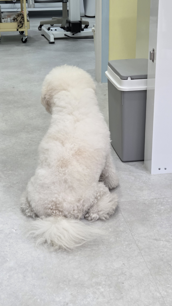 뽀송뽀송하개