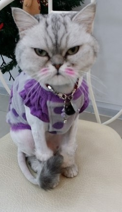 펫엘도라도