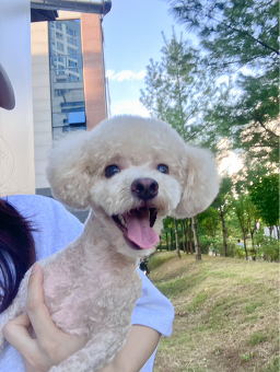 산책가는날