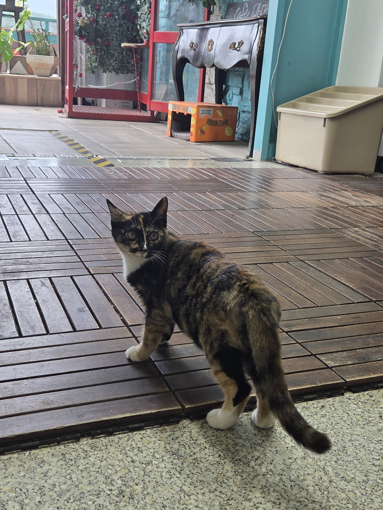 마마코코 이미지