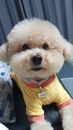 리틀몽