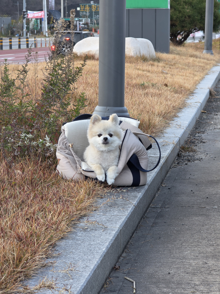 개멋지냥